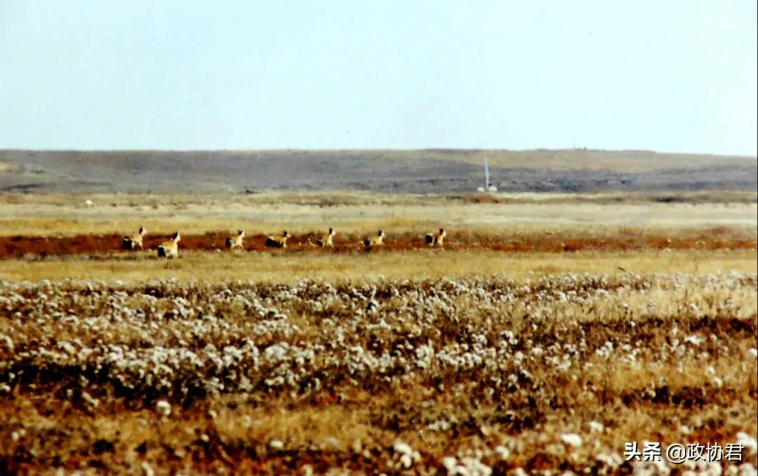 这位老*党**员镜头下的青海，美出天际