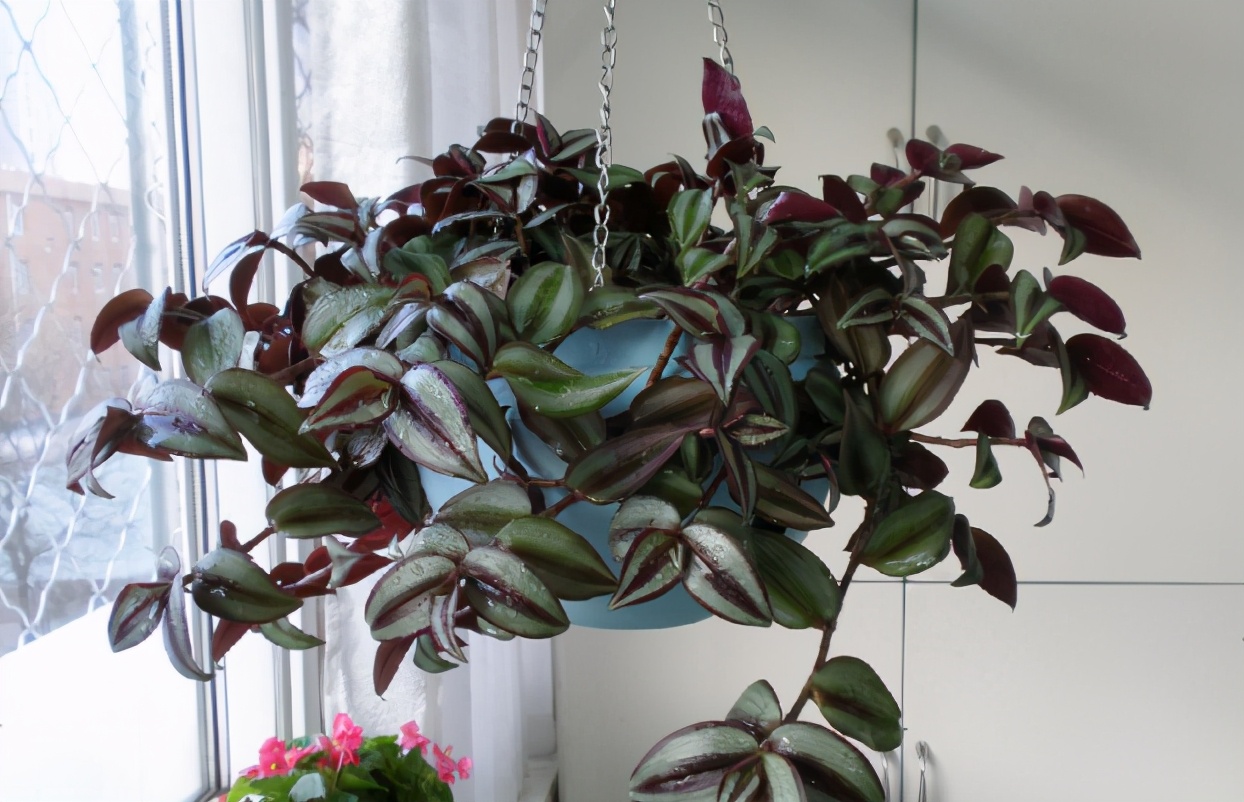 塑料桶养花的正确方法,塑料瓶子养花注意事项