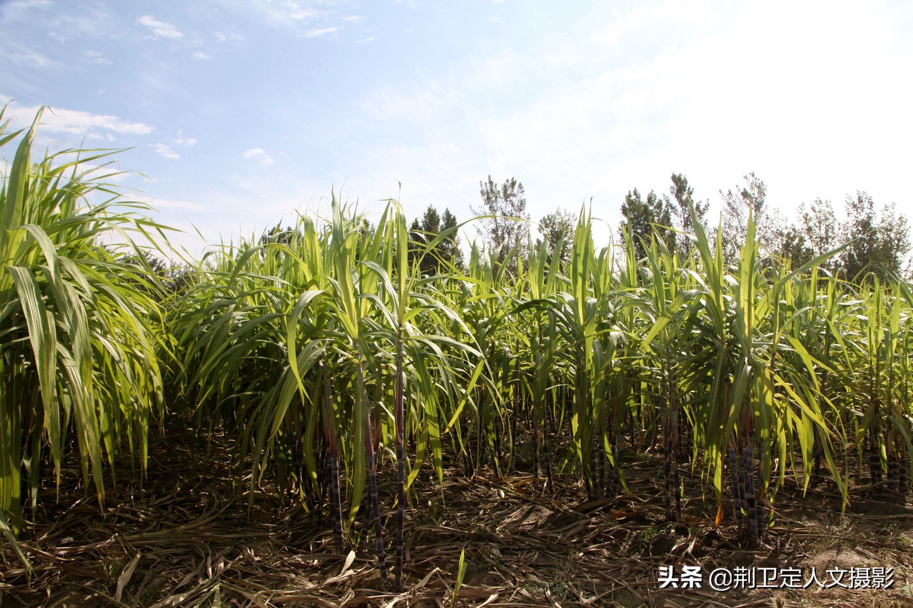 高标准农田种植水果甘蔗,山西农民种甘蔗