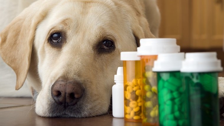 头孢氨苄狗狗的使用剂量,犬用抗生素头孢氨苄