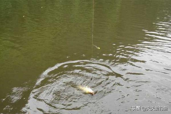 钓小鱼能够用珠珠钓法吗,珠珠钓鱼打窝技巧