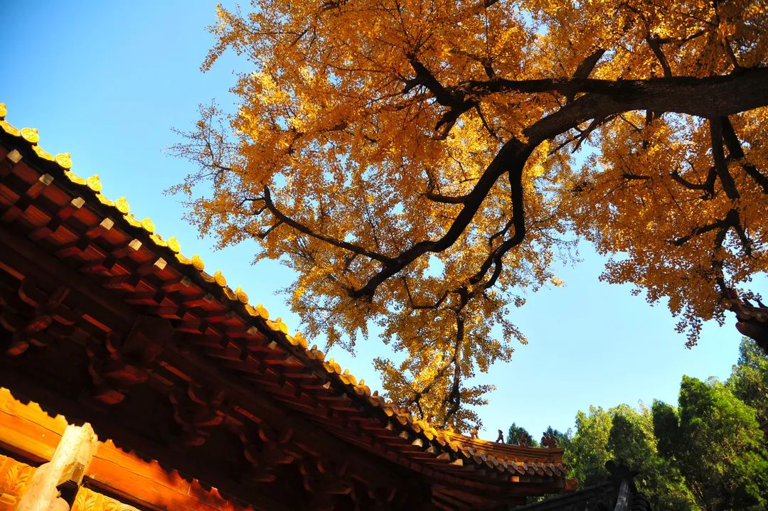 赏秋不远行就近赏秋景,赏秋何必去远方