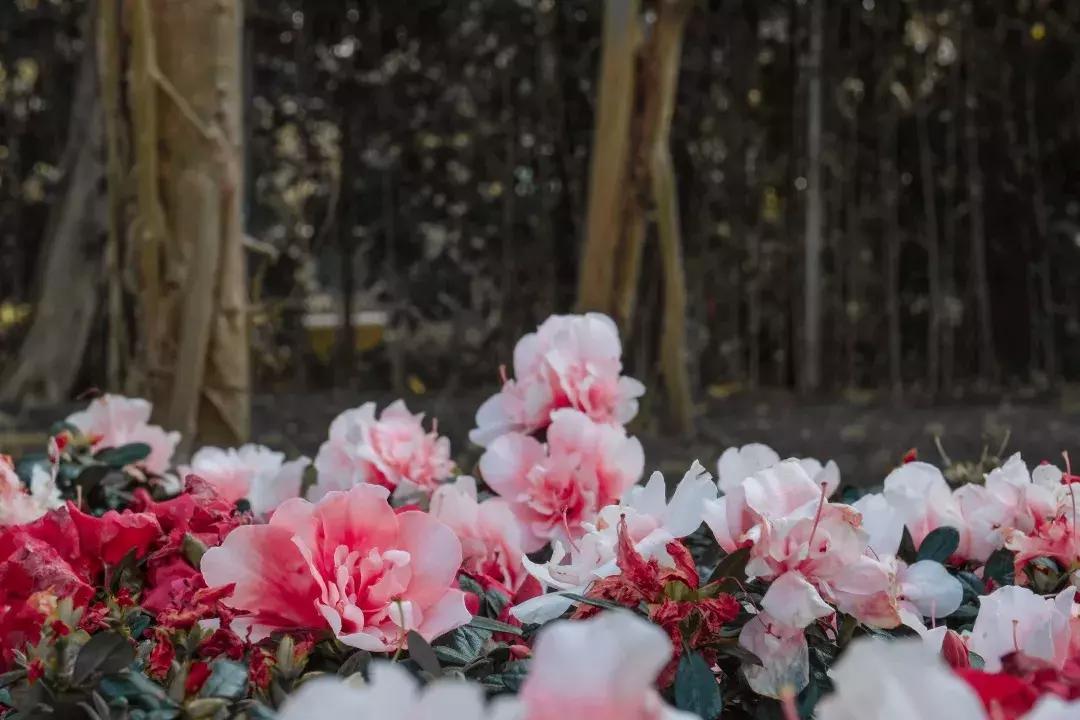 深圳世界之窗充满回忆,深圳世界之窗景点大全