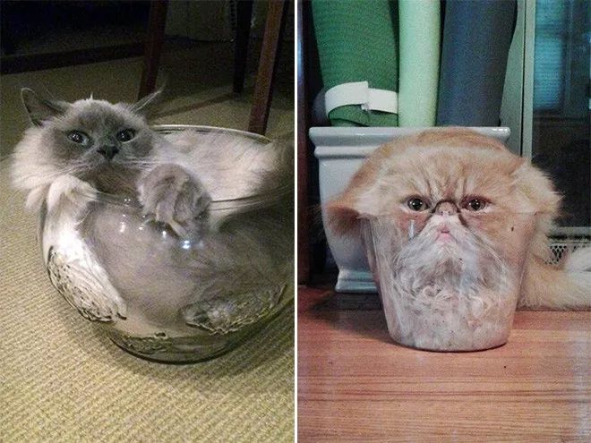 猫是一种液体吗看完长知识了,猫是液体猫咪吗