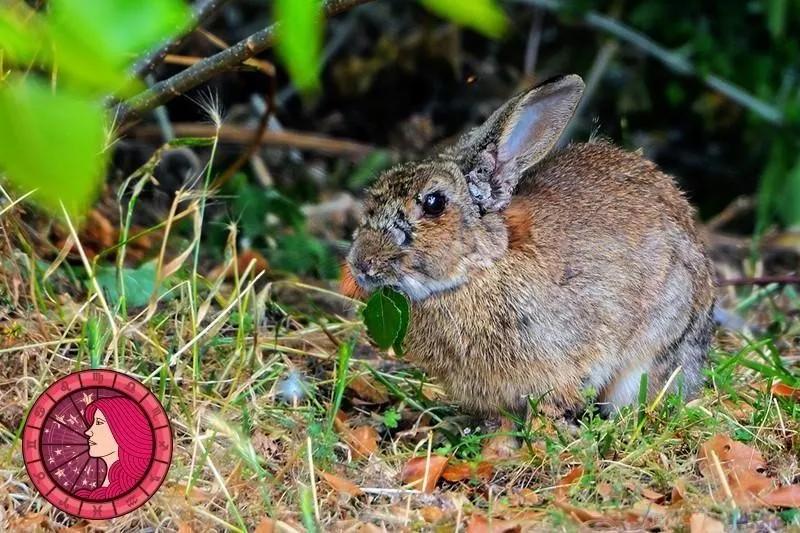 十二星座运势野兽,如何知道自己星座最合适的动物