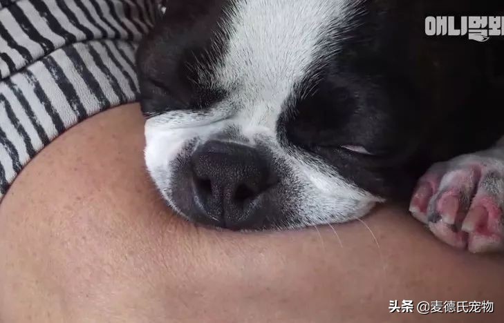 女主人这个部位天天被狗吮吸，男主人脸色铁青……