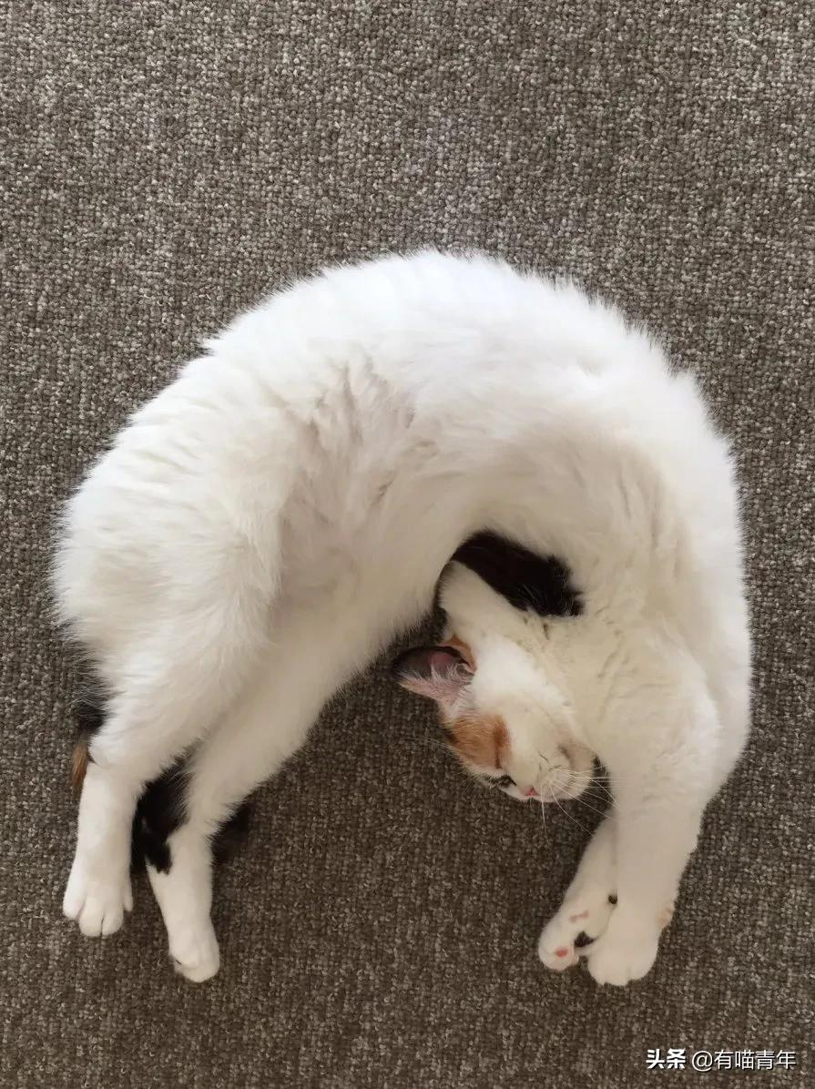 众所周知猫是液体吗,众所周知猫都是液体