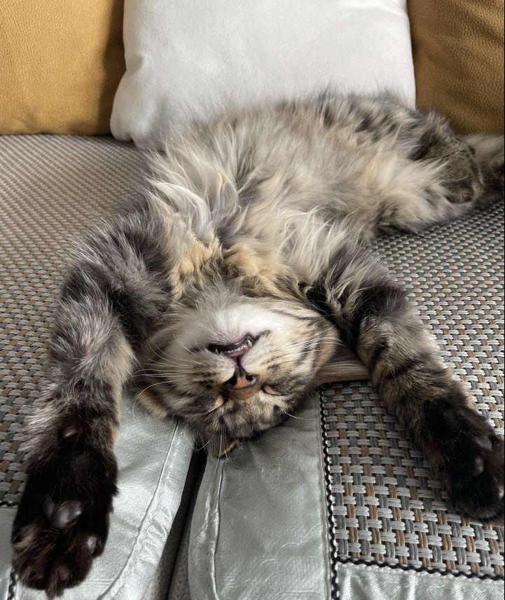 养只猫咪能够缓解焦虑吗,养只猫能够缓解焦虑吗