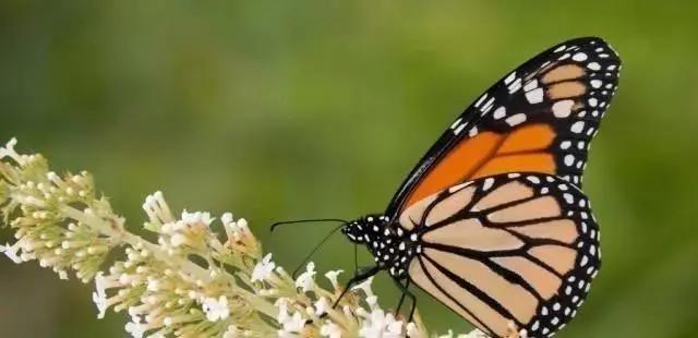 寿命最短的动物蜉蝣,动物寿命最短的是哪种