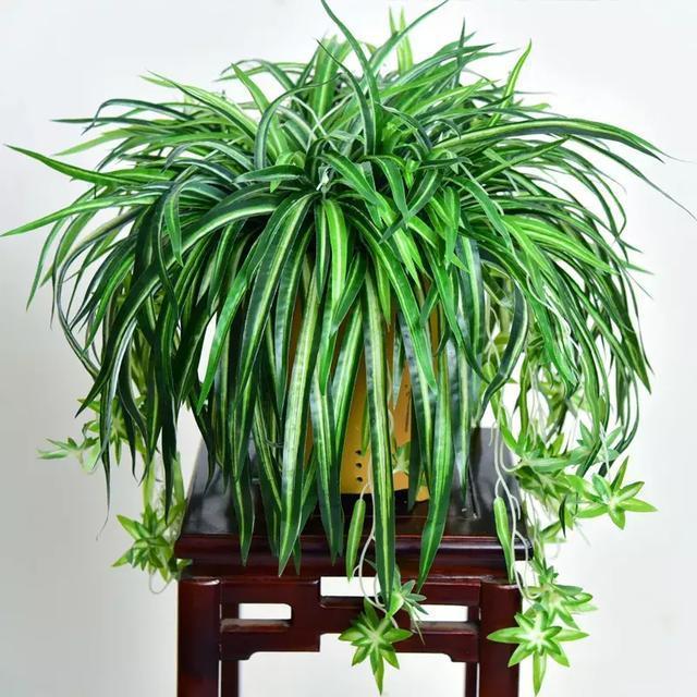 合适新手养的漂亮植物，价格便宜还好养活，来看看有没有你喜欢的