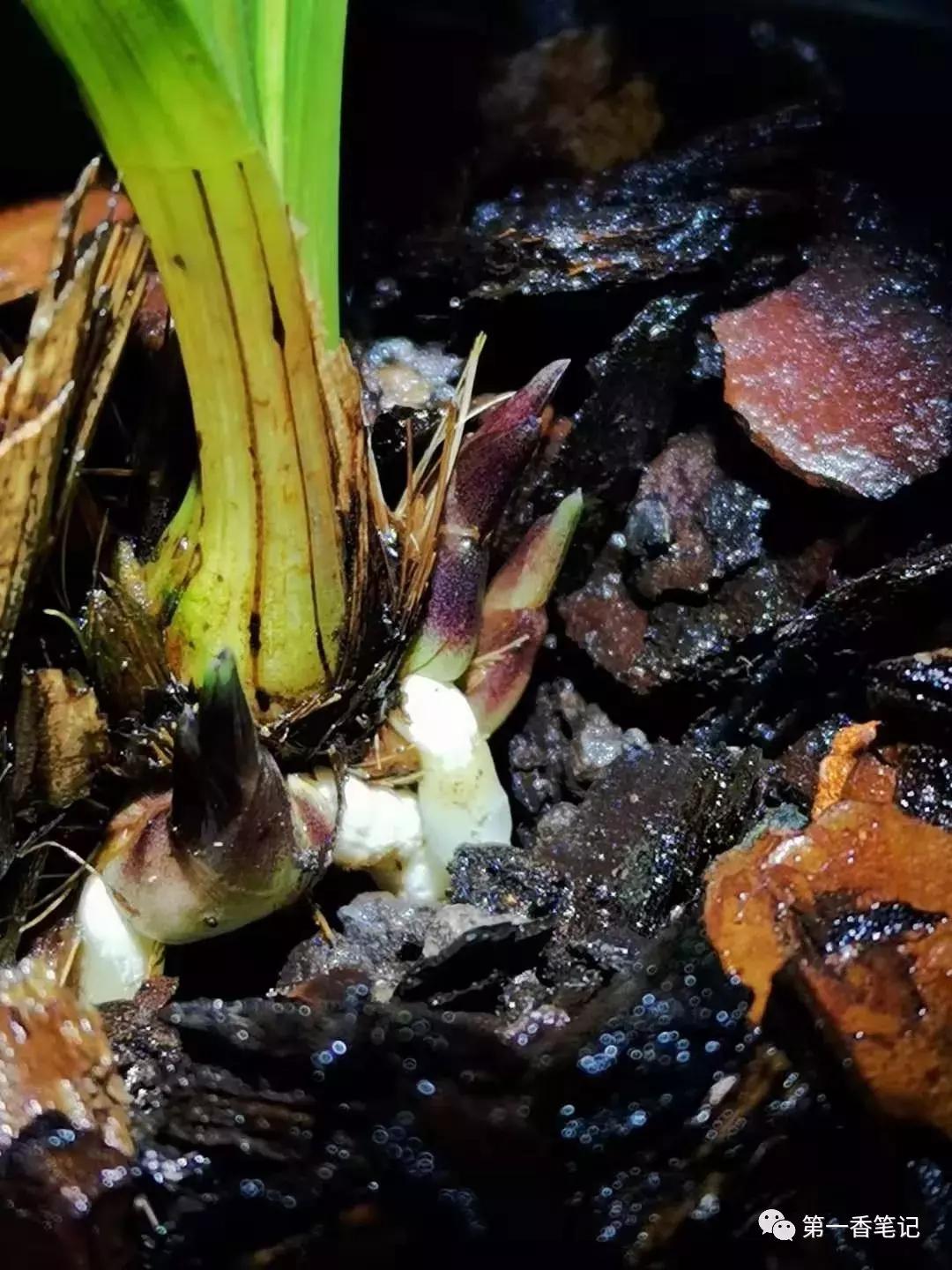 578：以就事论事的态度说兰花