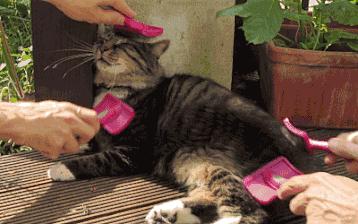 养猫有没有必要给猫咪洗澡,养猫多久能够给猫咪洗澡