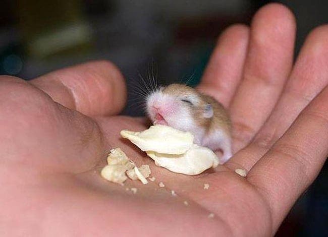 出生即炼狱：压力大吃，缺少食物吃，仓鼠总有理由吃自己的孩子
