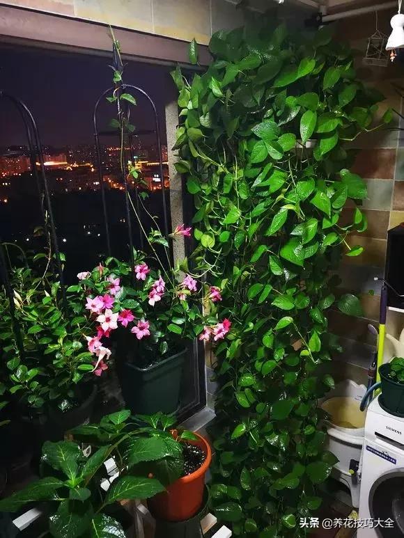 绿萝不花钱怎么能够养得更旺盛,绿萝水养放什么长得快