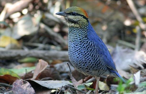 东江揽胜,惠州淡水常见鸟类图谱