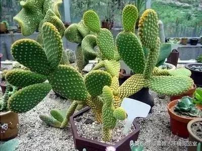 各种花的花语文案,花的花语100种