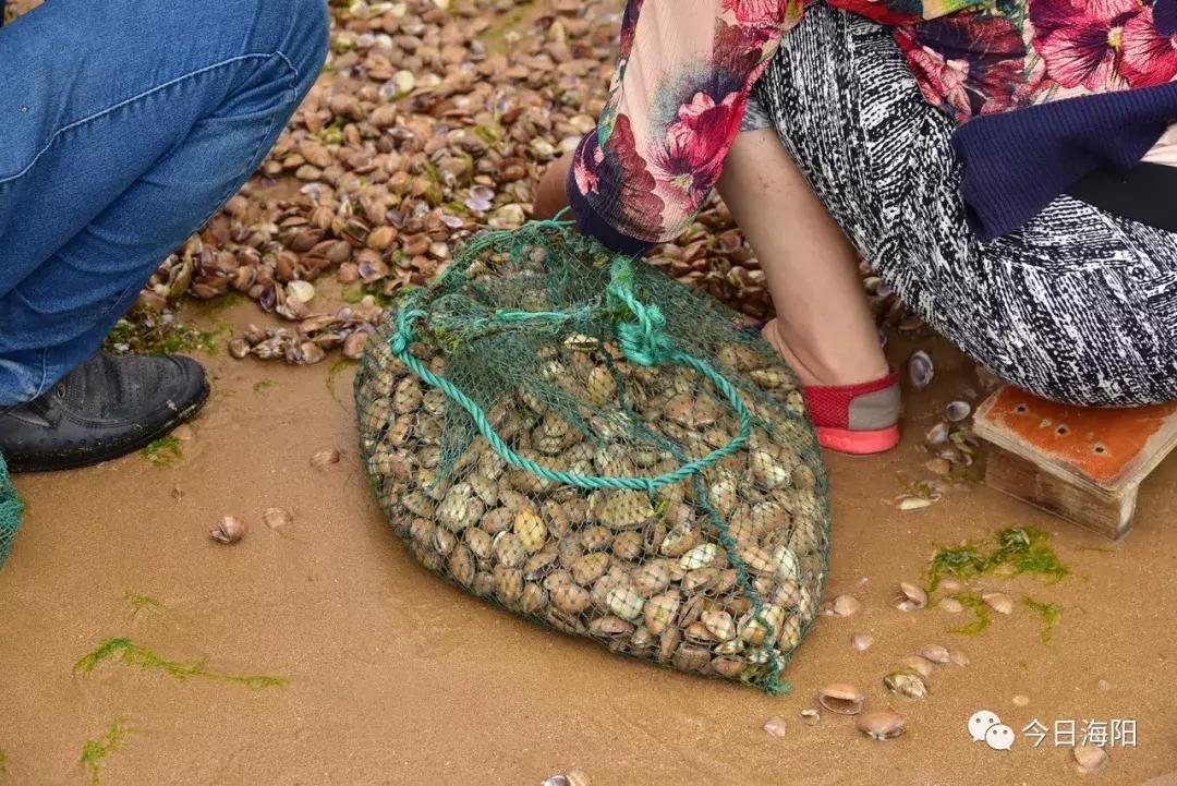 为什么烟台海边出现那么多海鲜,烟台的海为什么冒出那么多海鲜