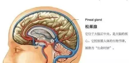 【腺体之美】荷尔蒙，你不知道的另一面