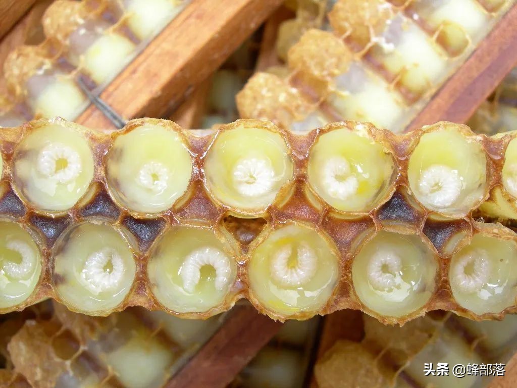 20元和200元的区别,蜂王浆一般需要多少钱一斤
