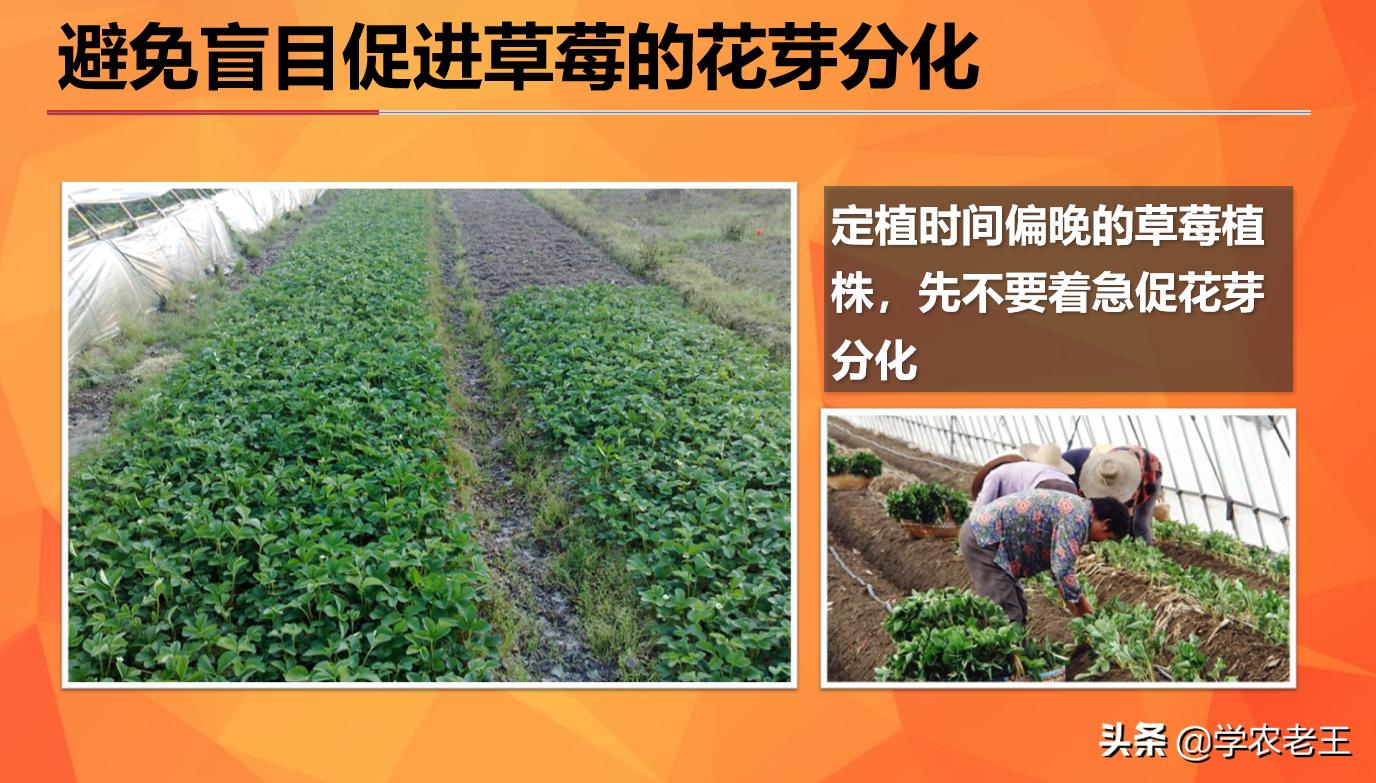 草莓促进花芽分化的最佳方法,草莓促花芽分化最佳方法
