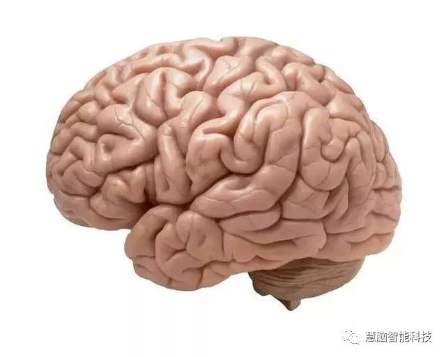 大脑工作原理,一张图看懂人类大脑工作原理