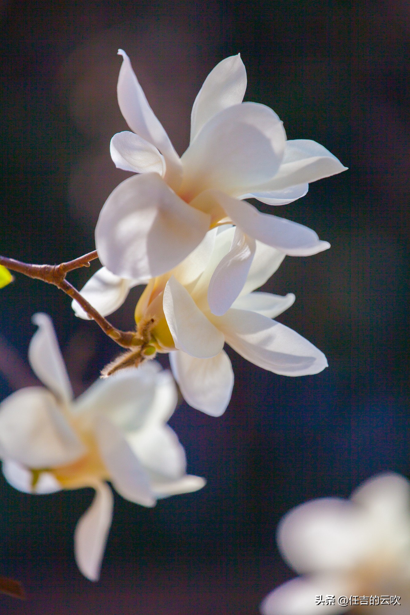 佳能70-300二代和胖白哪个好,佳能70-300l胖白