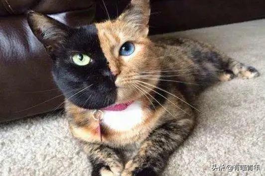 喷墨机为何突然对猫下此毒手？