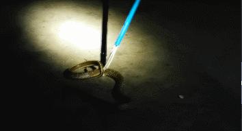 蛇出没！别怕，有“蓝朋友”保护你！