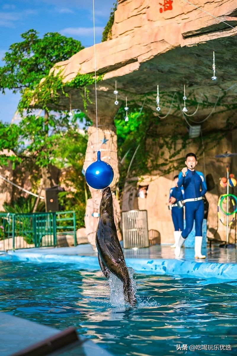 厦门灵玲动物王国大熊猫,厦门马戏团灵玲动物王国观光游览