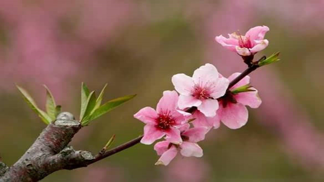 赏析诗经的思想内容和艺术特色,论诗经国风的思想内容和艺术风格