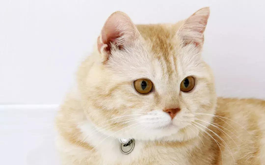 要出门家里的猫怎么办,我的猫变成人了怎么办