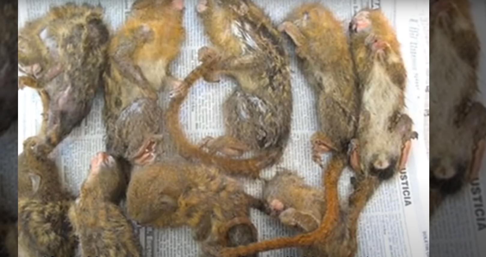 世界上有像拇指一样大的猴子吗,猴子从世界上消失会发生什么