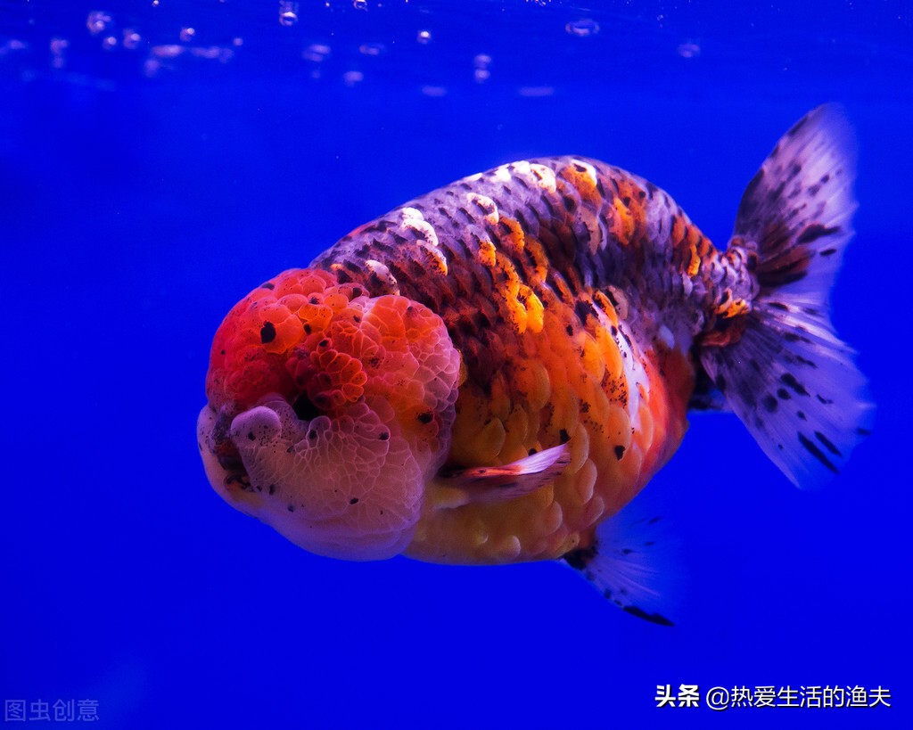 金鱼有病怎样治,金鱼有病是什么症状