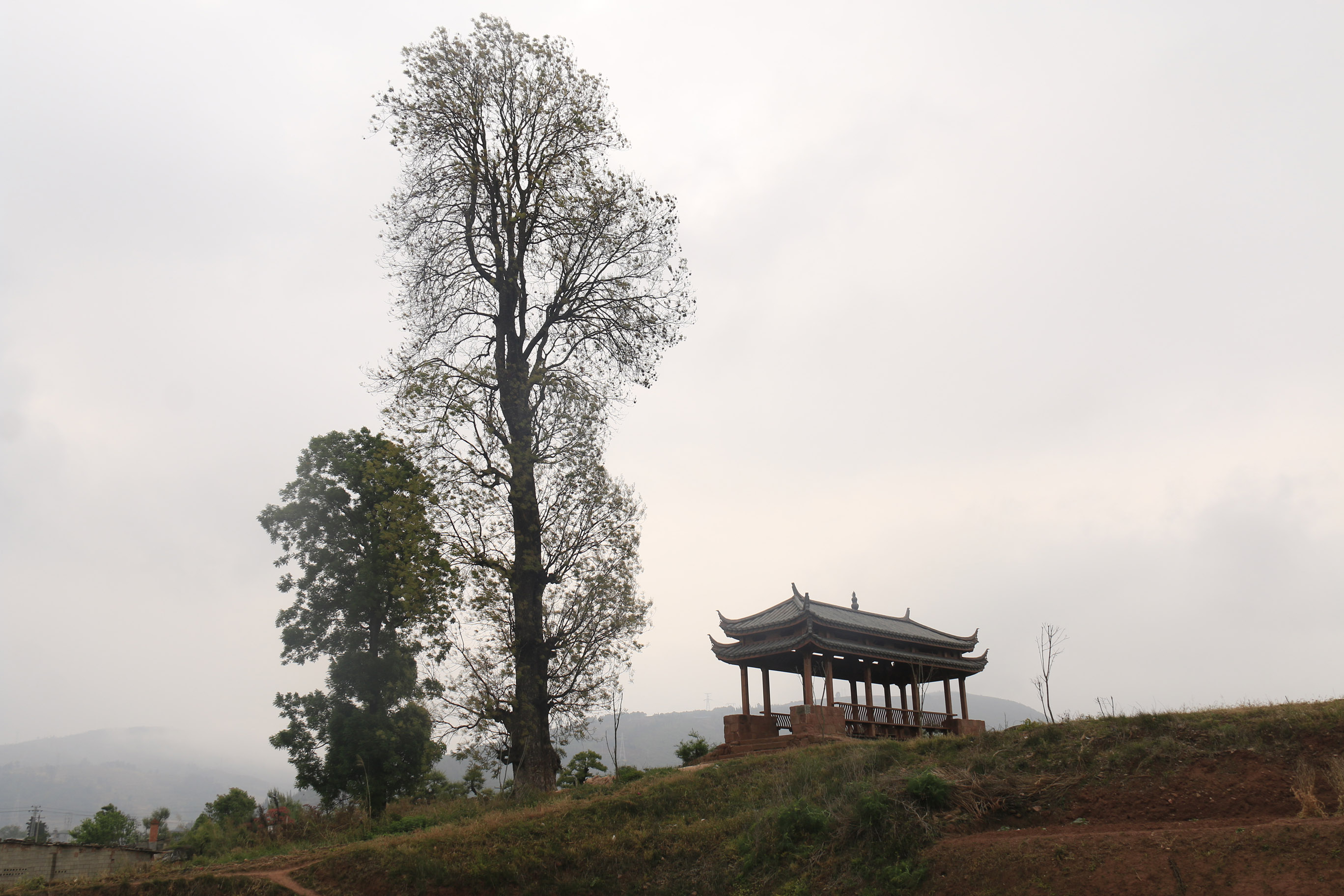 梵高的廊桥遗梦讲了啥,梵高的塞纳河与桥