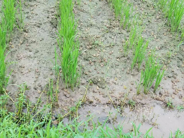 青蛙养殖技术及青蛙养殖方法,人工养殖青蛙和野生青蛙区别