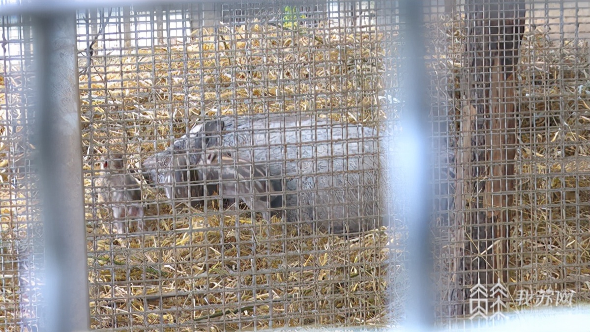 野猪老吃庄稼,野猪下山啃食庄稼江宁村民很苦恼