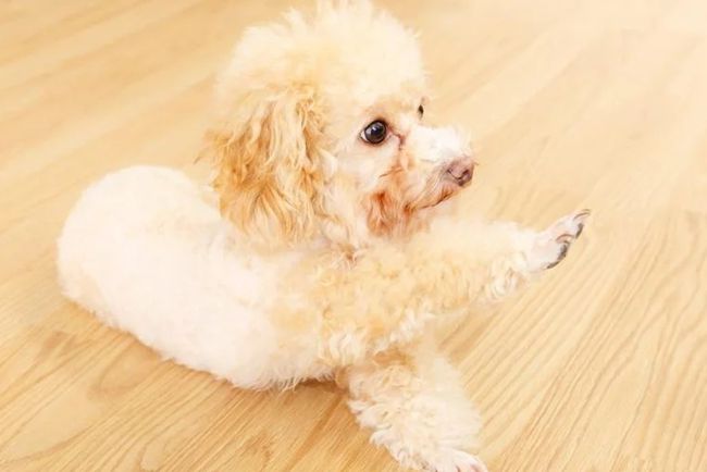 贵宾犬拉稀的原因,贵宾犬拉稀是怎么回事