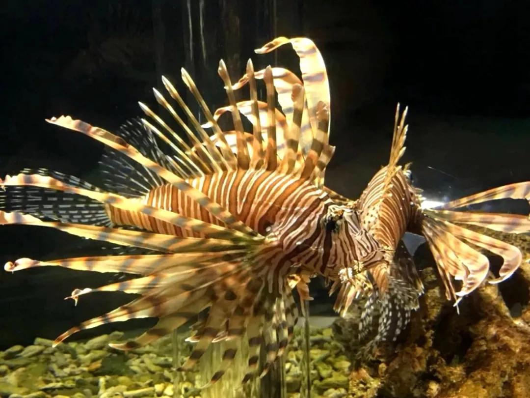 海底世界搬到自己家,海底世界聊城入园