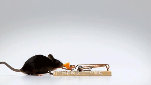 老鼠爱吃奶酪是真的吗,老鼠真的吃奶酪吗