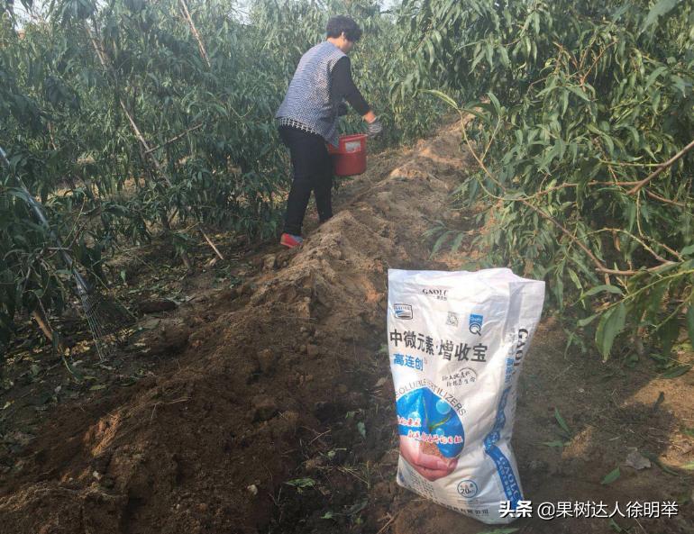 中桃金魁桃特性,桃是浆果类水果