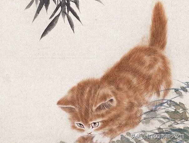 最常见的五种中华田园猫,中华田园猫能够配哪些品种猫