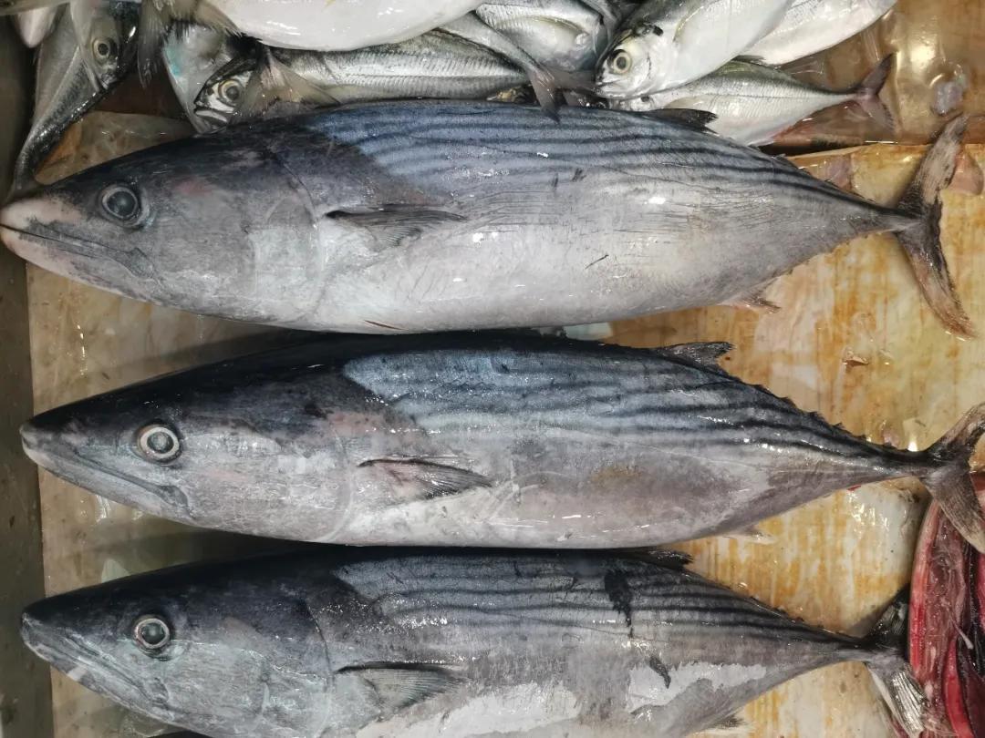 开海季都有什么海鲜,开海了这些生猛海鲜