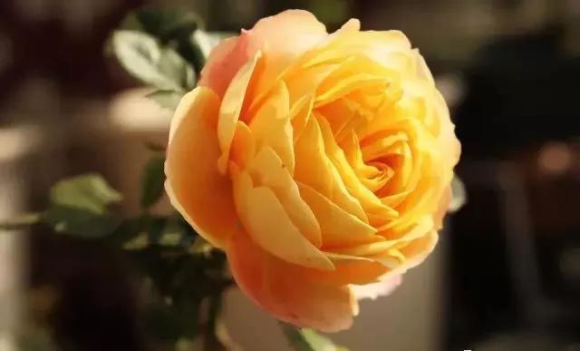 每天学习一点点各种花代表的花语,每天学习一朵花知识