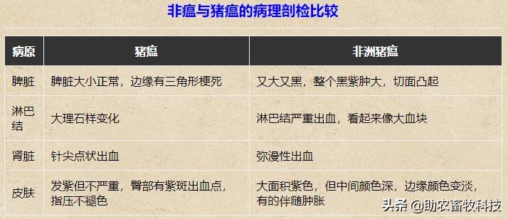 非洲猪瘟的临床症状及快速净化技术