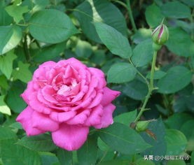 合适孕妇的室内绿植,家里有孕妇房间合适养什么植物