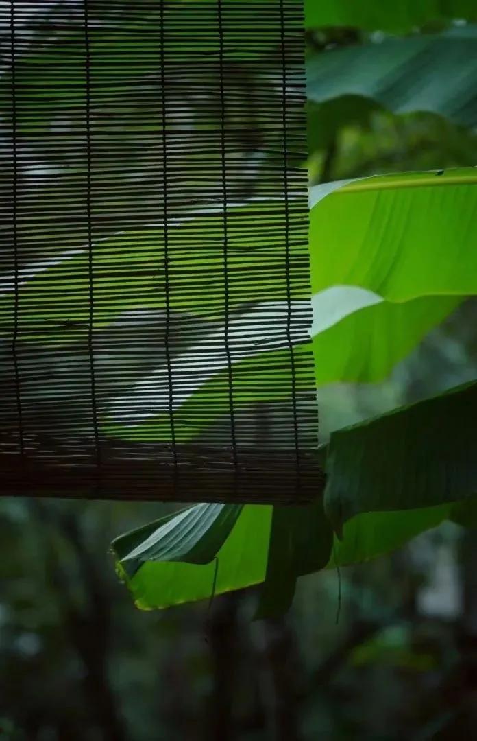 隔窗听夜雨先闻芭蕉声,隔窗知夜雨芭蕉先有声