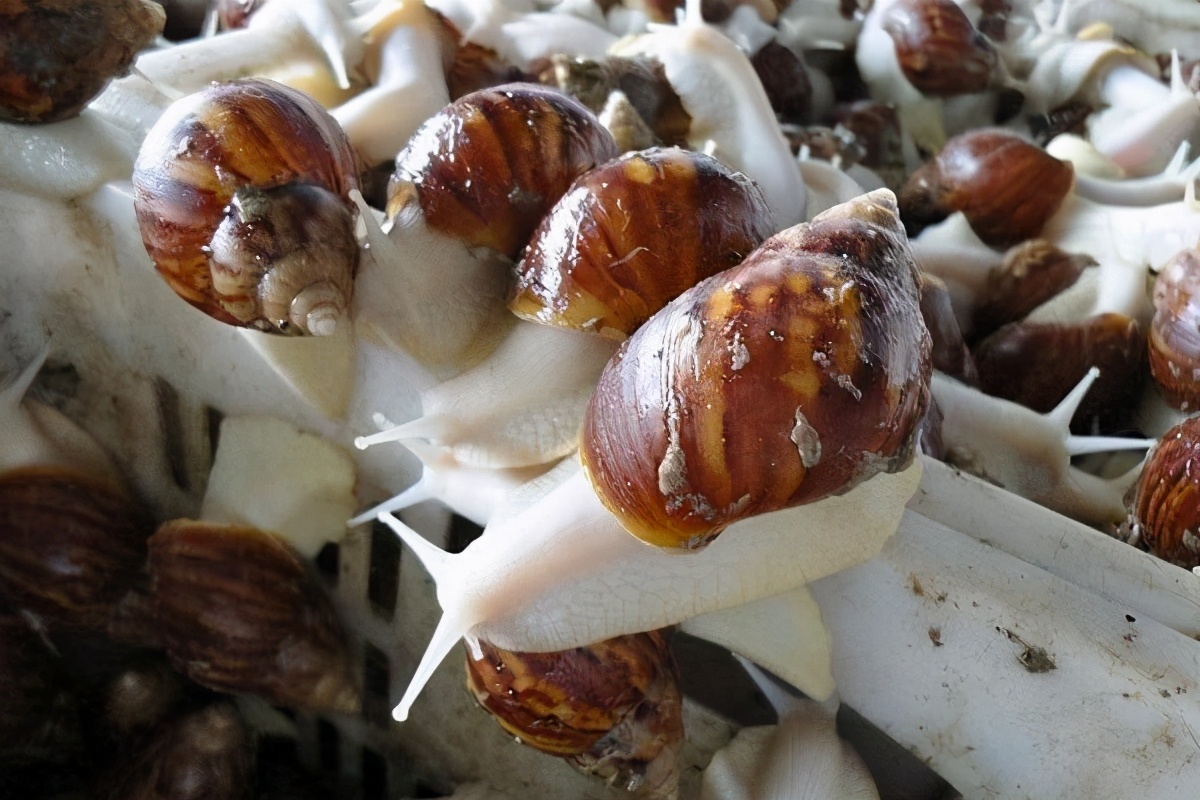 蜗牛养殖一年赚多少钱,白蜗牛养殖前景和销路