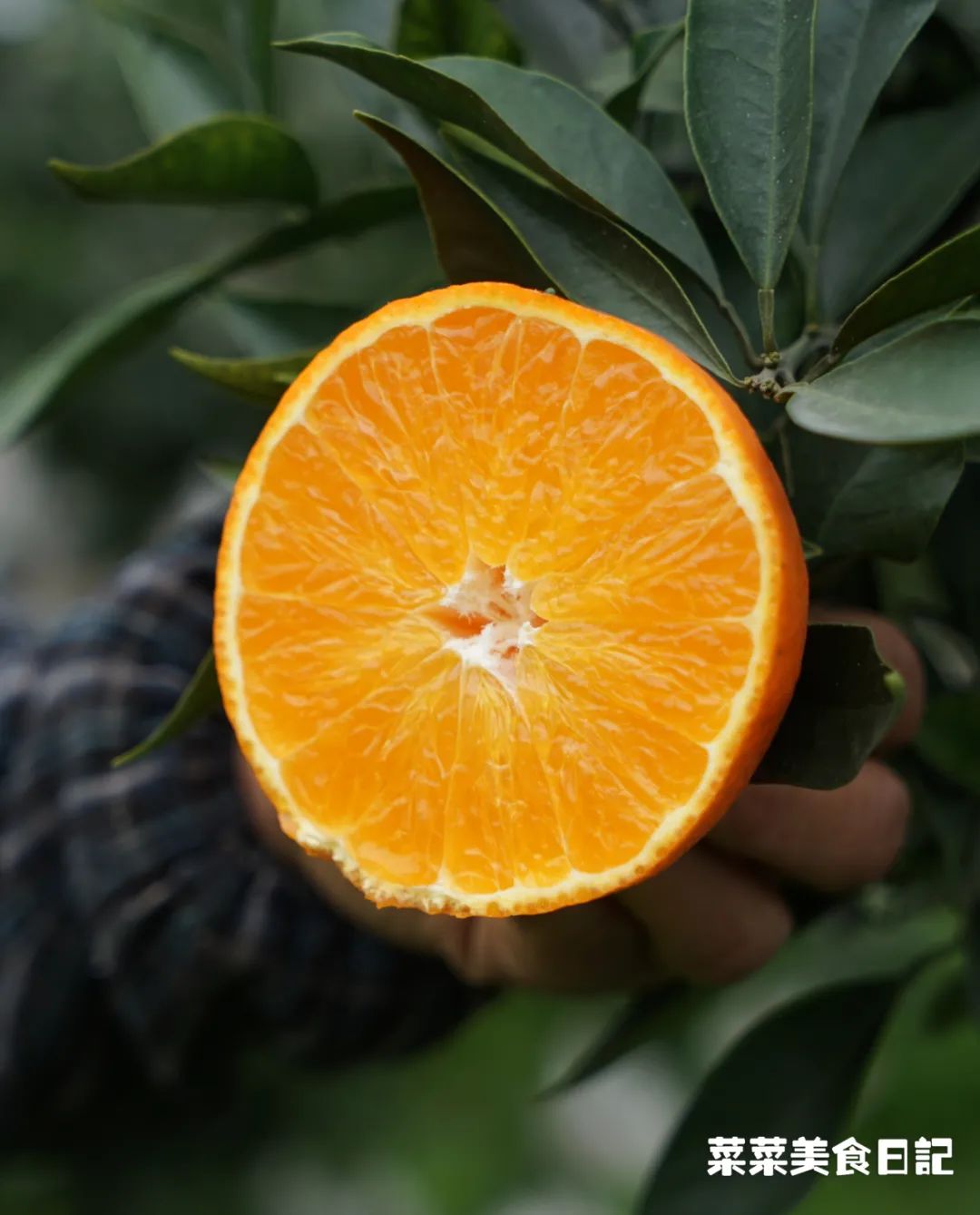 树上的草莓果冻,泰国水果树上结的果冻
