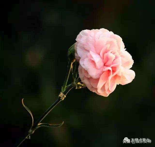 康乃馨教师节祝福语简短10字,教师节送给老师的一幅画康乃馨