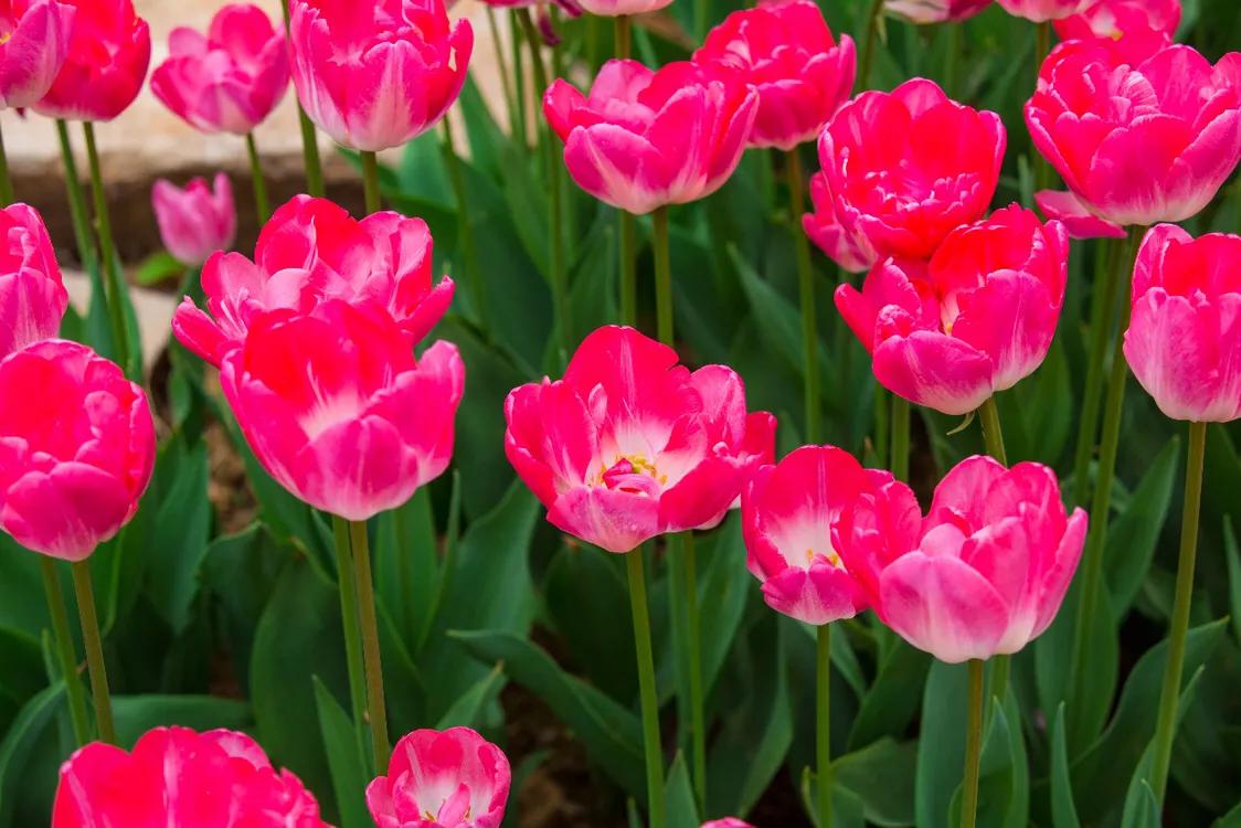 不用去维多利亚！南京溧水惊现布查特花园，文艺值爆表！